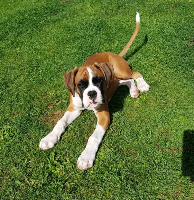 gumtree boxer puppies for sale